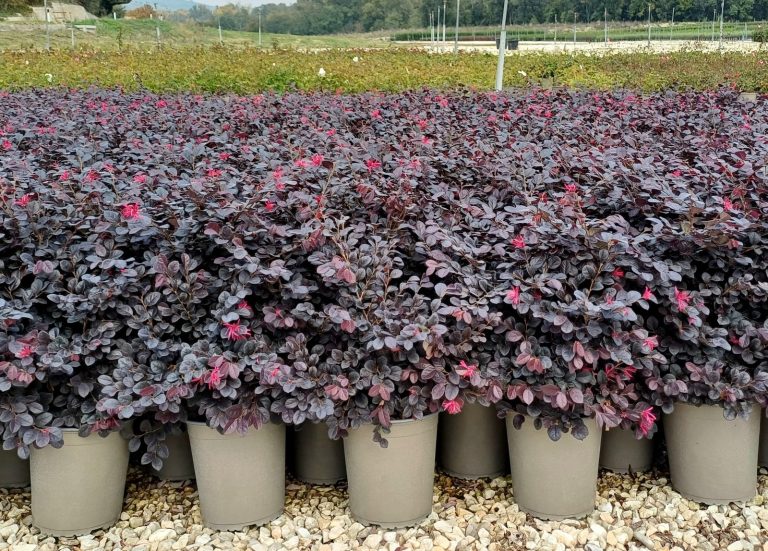 Loropetalum chinensis 'Black Pearl'