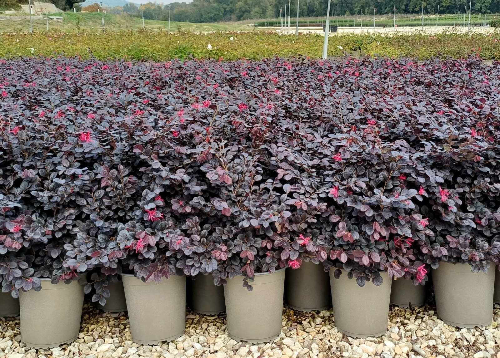 Loropetalum chinensis 'Black Pearl'