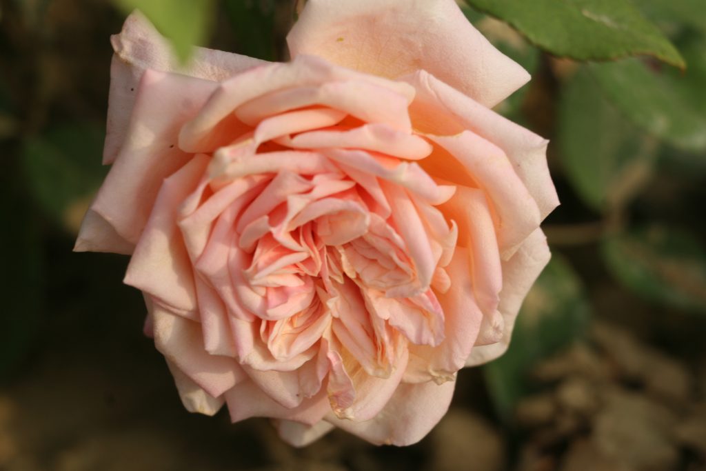 Rosa 'Madame Berkeley'