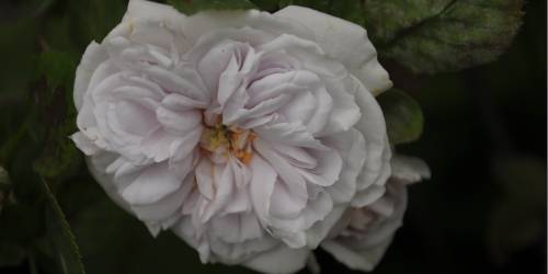 Rosa 'Aschermittwoch'