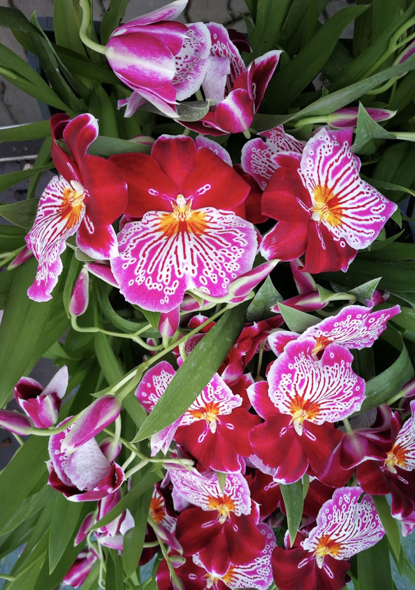 Miltoniopsis Breathless 'Brilliant'