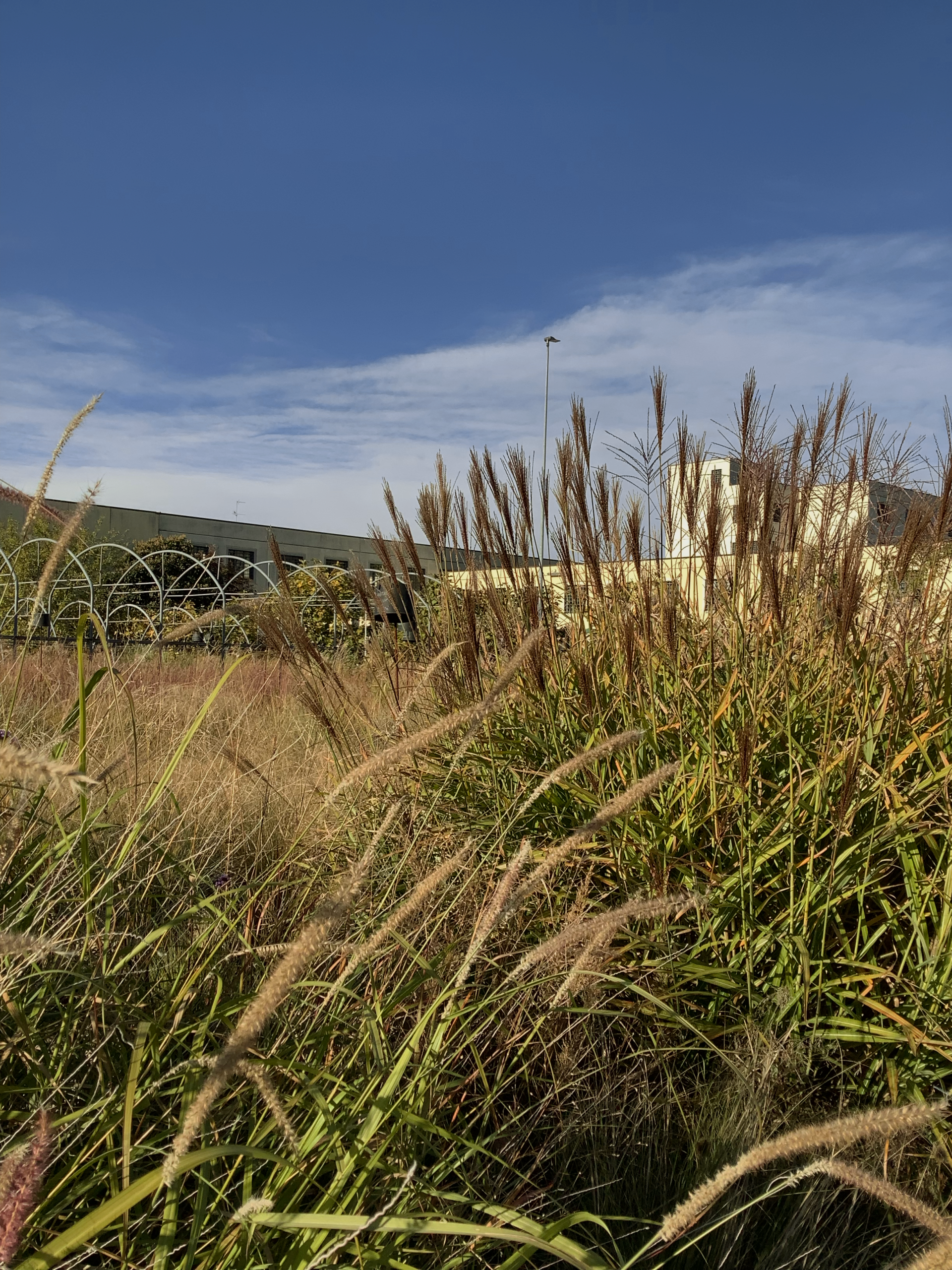 Miscanthus sinensis 'Ferner Osten’