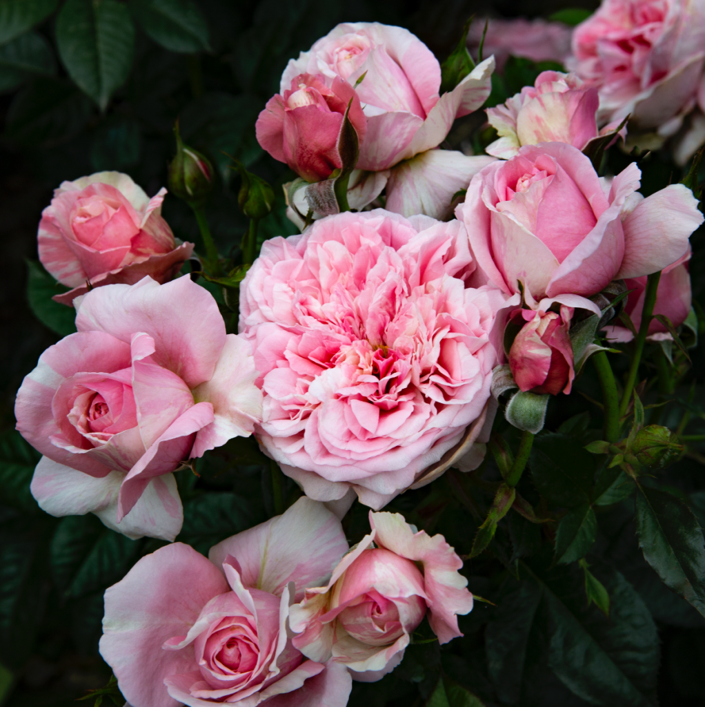 Rosa 'Mistica Umbria'