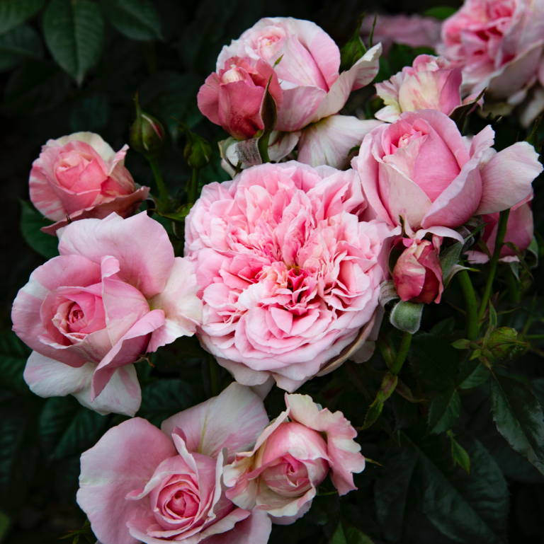 Rosa 'Mistica Umbria'