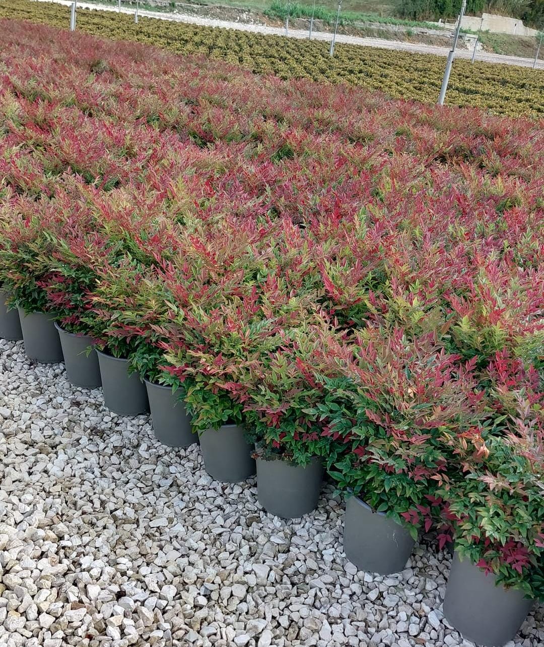 Nandina domestica 'Obsessed'