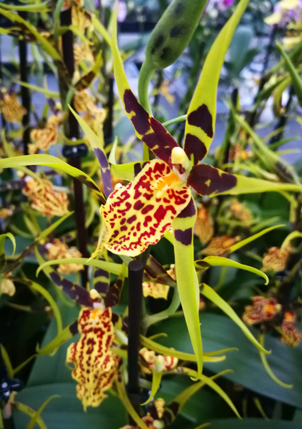 Odontoglossum x Brassia gr. Gilded Tower 'Mystic Maze'