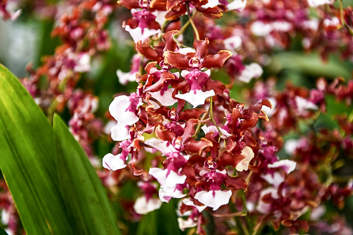 Oncidium 'Sharry Baby'