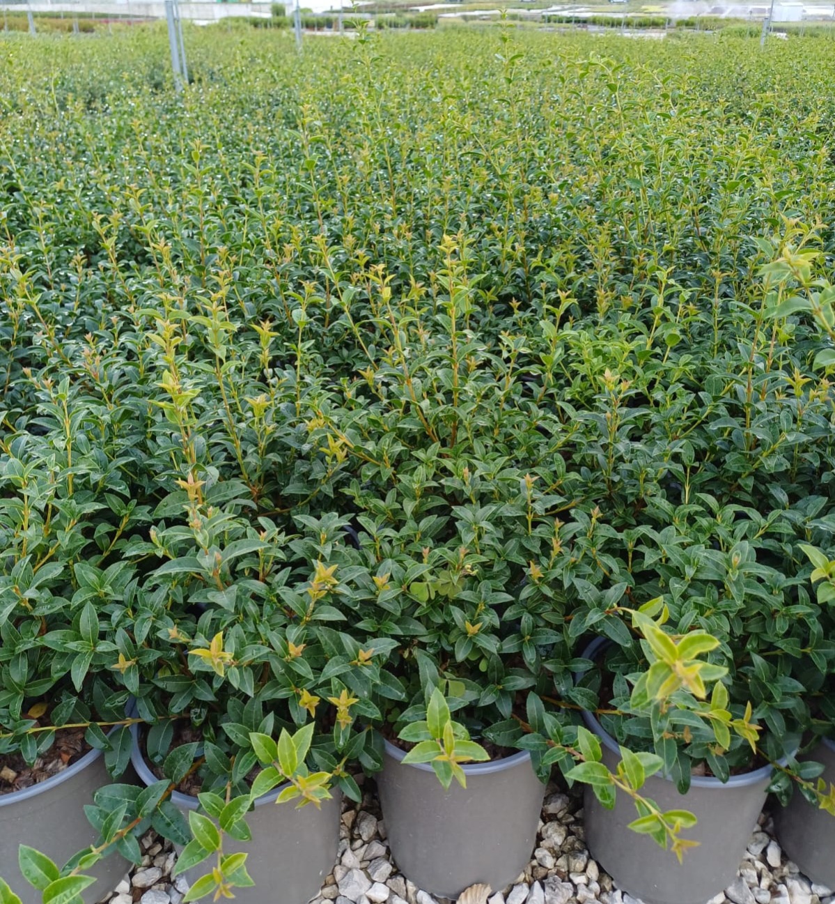 Osmanthus x burkwoodii