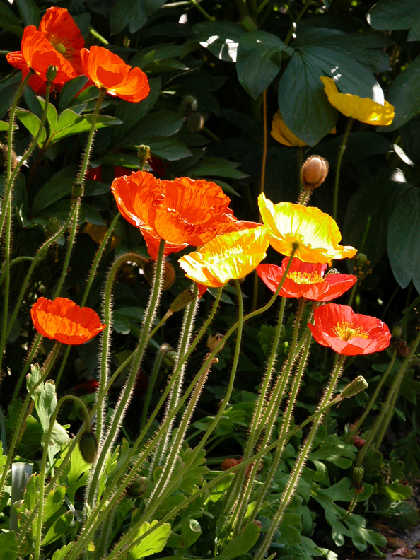 Papaver nudicaule