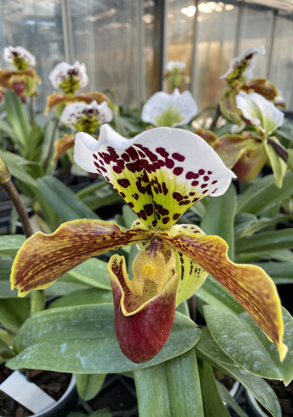 Paphiopedilum X, incrocio di 'Pacific Ocean'
