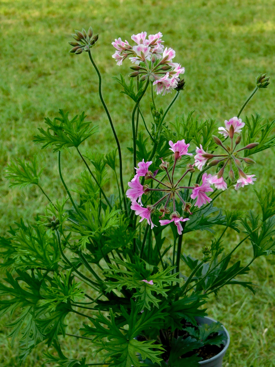Pelargonium caffrum x 'Diana'