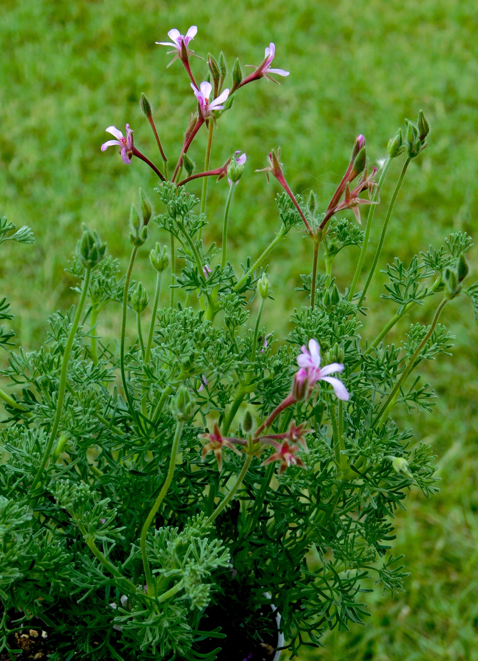 Pelargonium denticulatum 'Filicifolium'