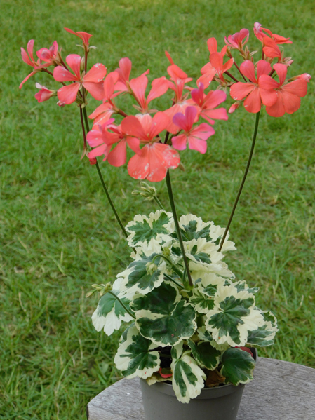 Pelargonium 'Frank Headley'