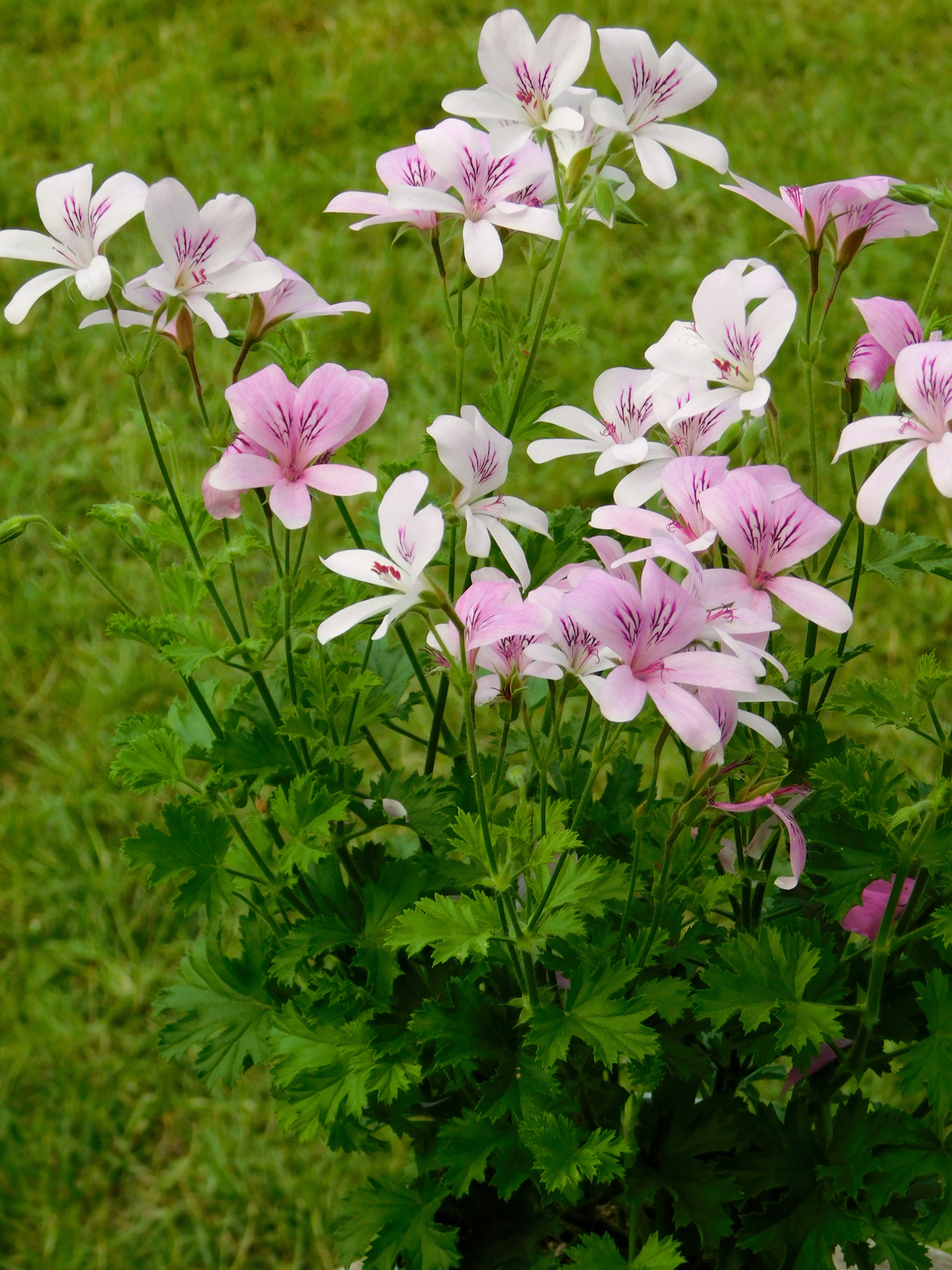 Pelargonium 'Prince of Orange'