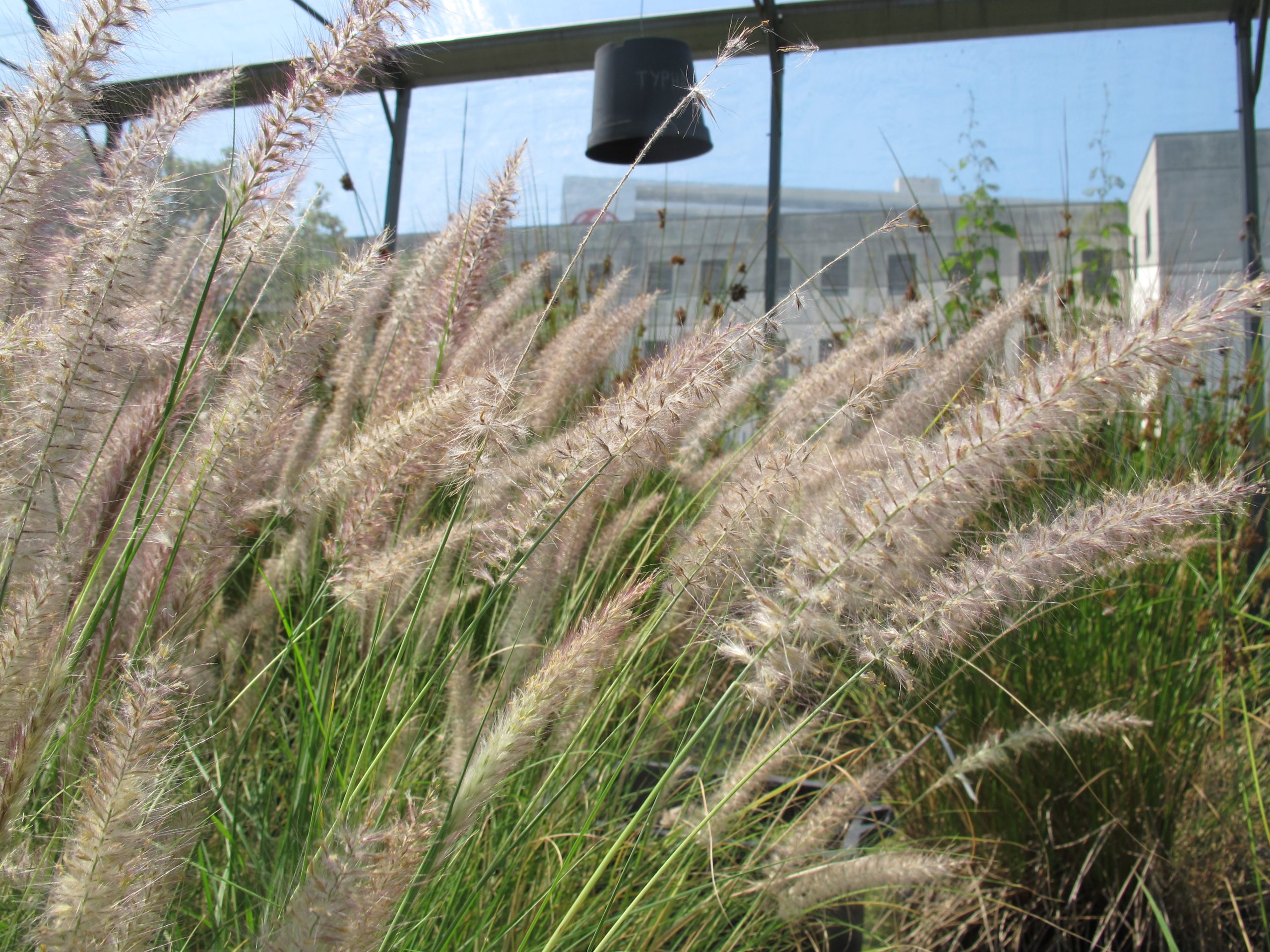Pennisetum setaceum