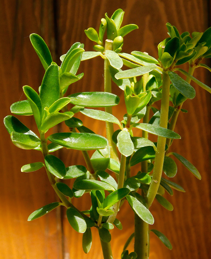 Peperomia inaequifolia