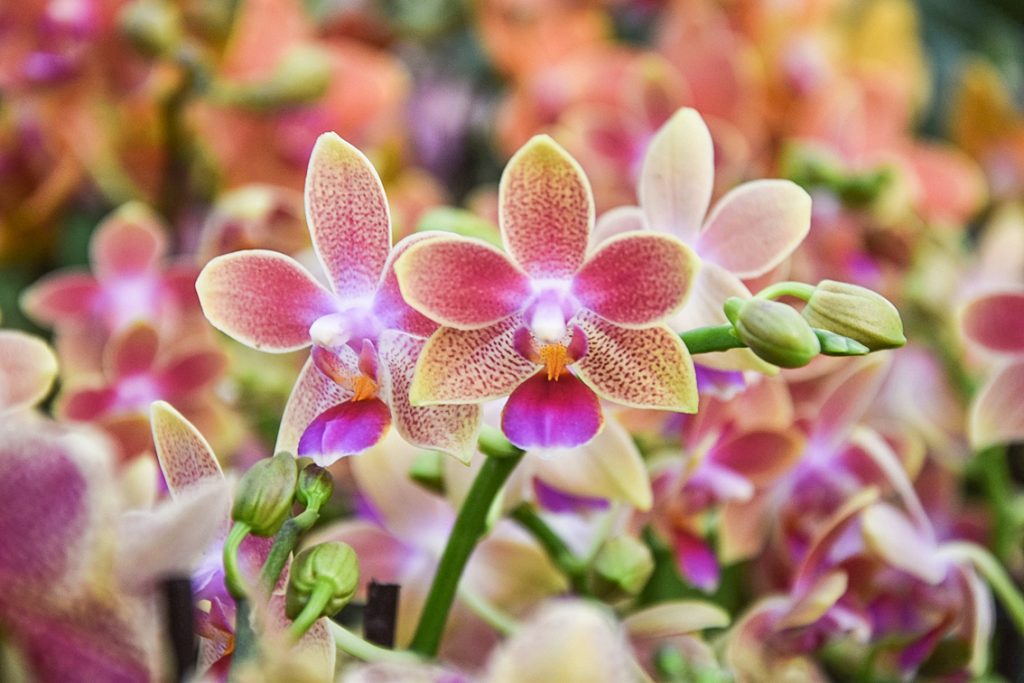 Phalaenopsis 'Miki Golden Sand'
