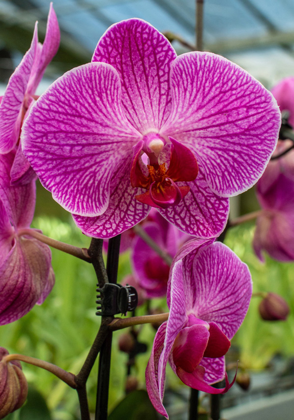 Phalaenopsis 'Narbonne'