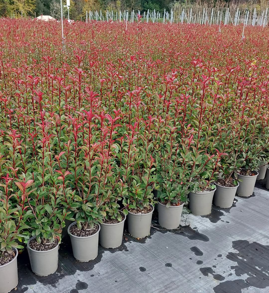 Photinia x fraseria robusta compacta