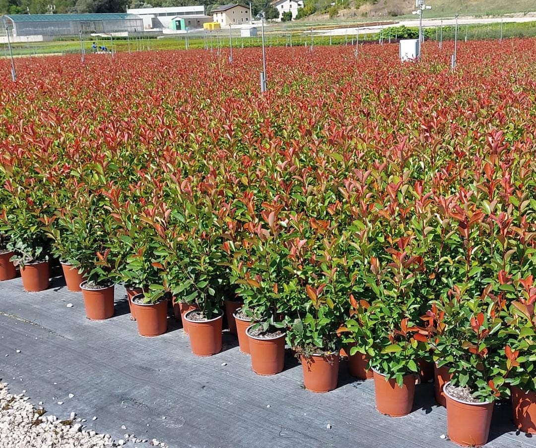 Photinia x fraseri red robin 'Extra Red'