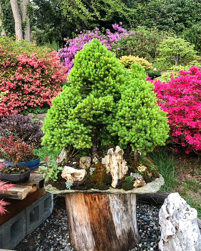 Picea glauca albertiana 'Conica'