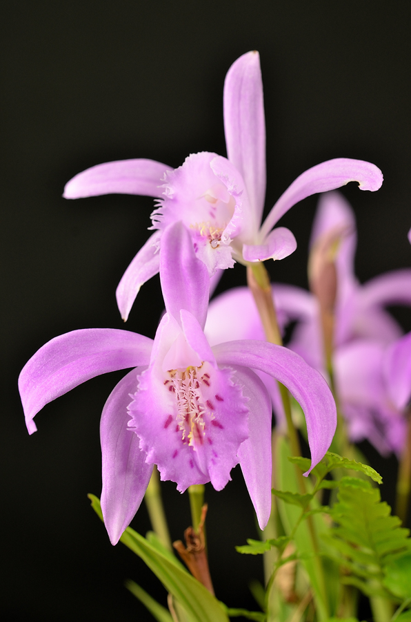 Pleione ibrido