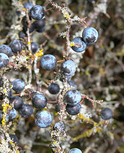 Prunus spinosa