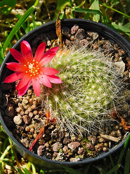 Rebutia senilis