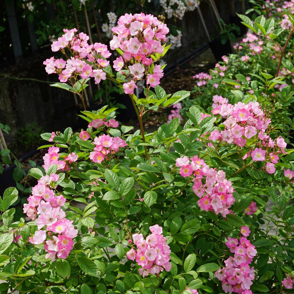 Rosa 'Angel Wings'