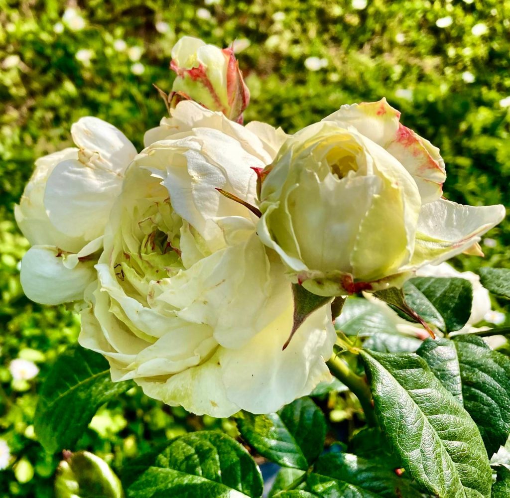Rosa 'Annalena'