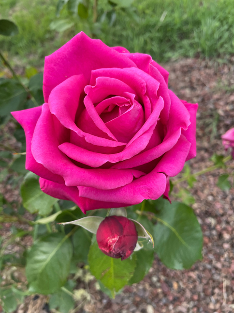 Rosa 'Aura'