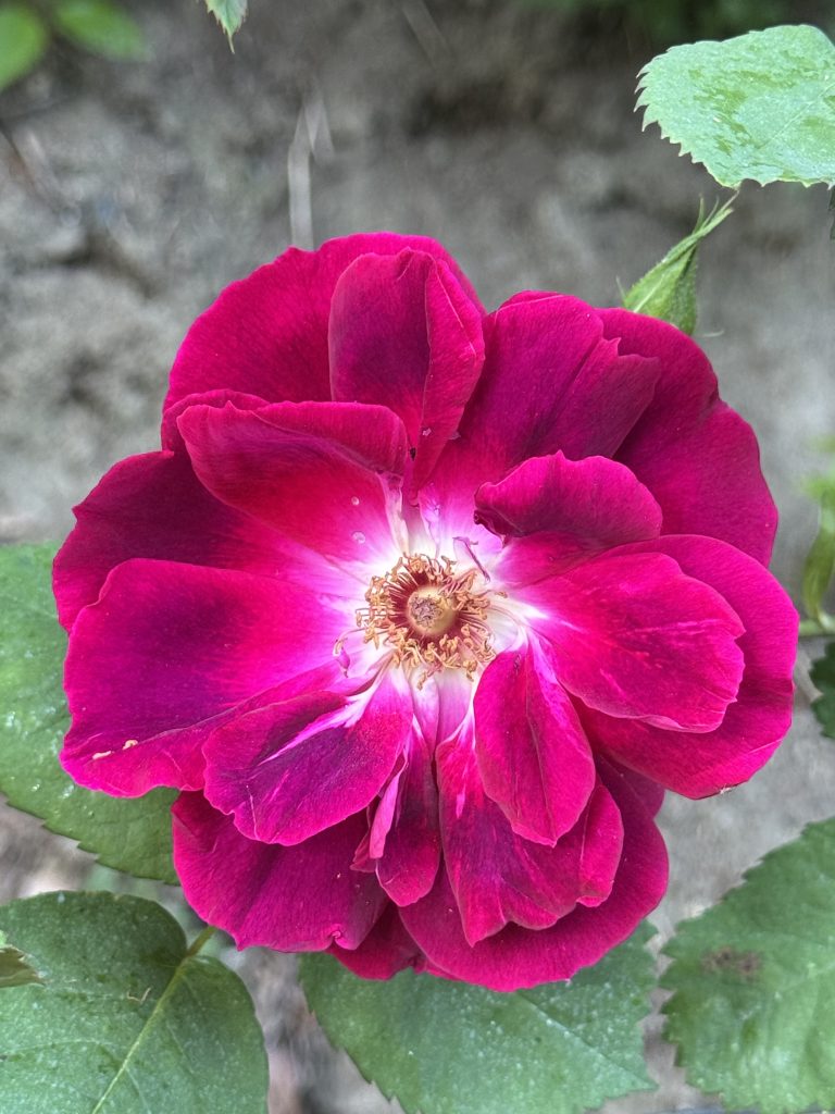 Rosa 'Bardou Job'