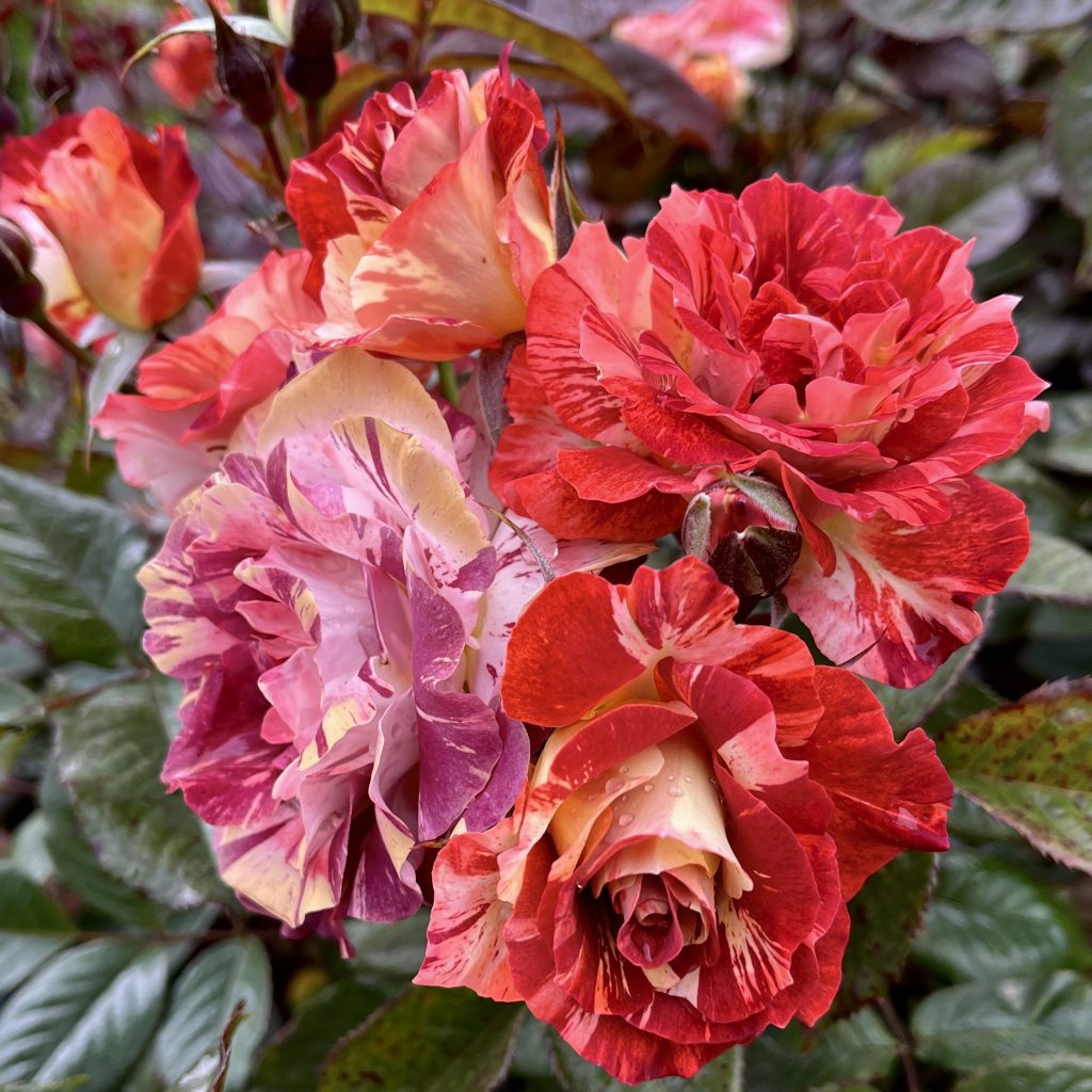 Rosa 'Chiara e Francesco'