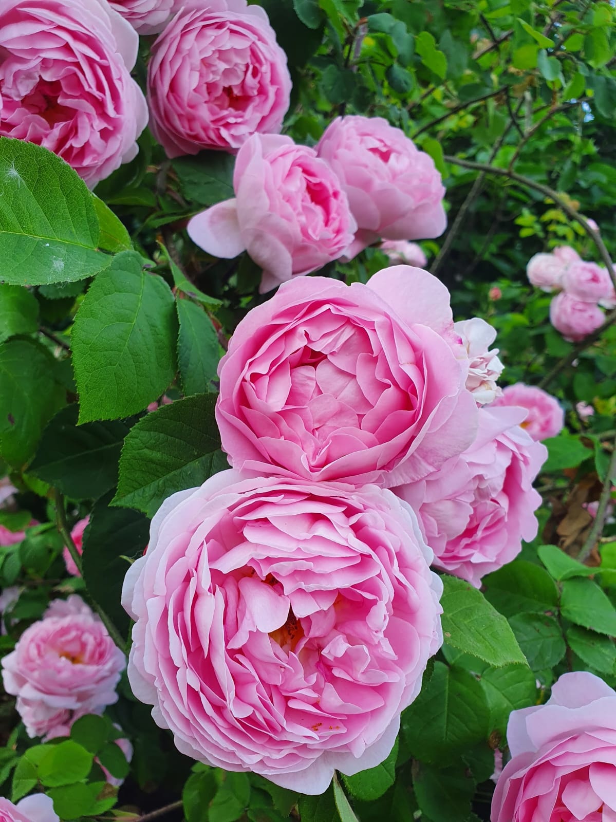 Rosa 'Constance spray'