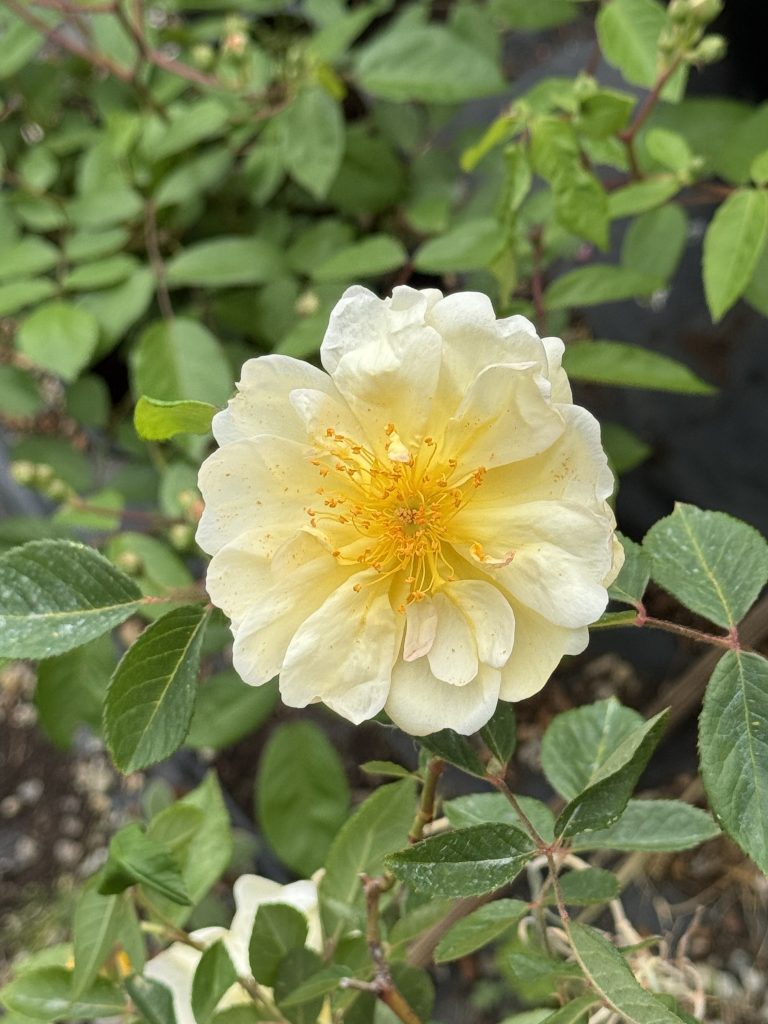 Rosa 'Danaë'