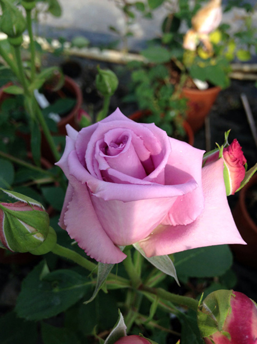 Rosa 'Principessa Maria Clotilde di Savoia'
