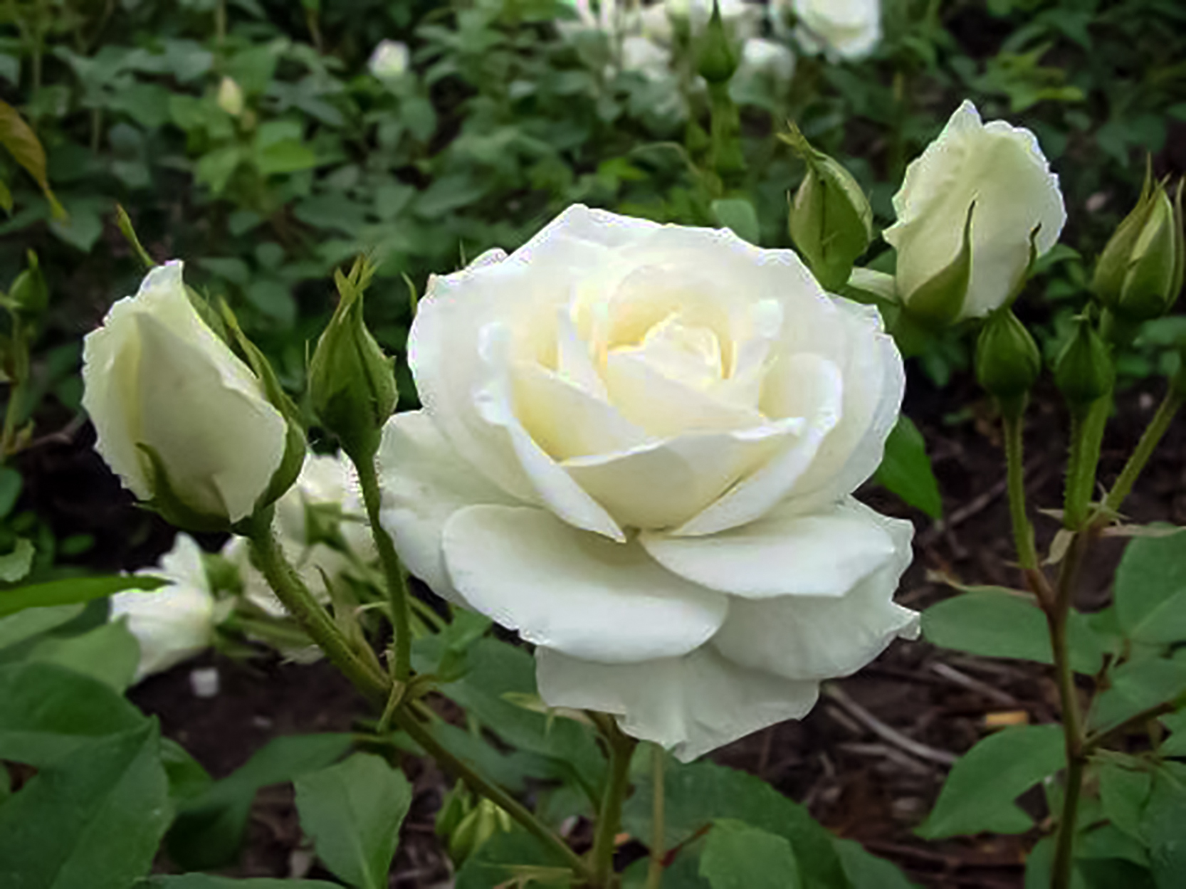Rosa 'Principessa Maria Gabriella'