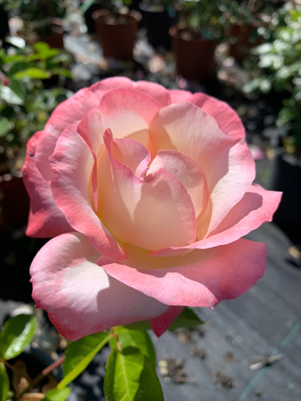 Rosa 'Regina Margherita di Savoia'