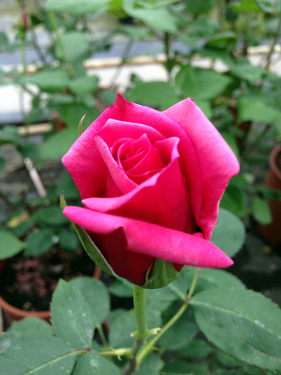 Rosa 'Regina Maria José'