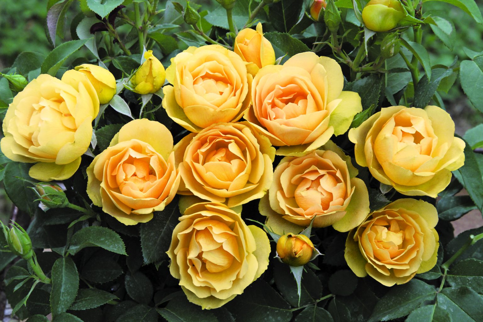 Rossinni Roses Rose Barni - Gardenia