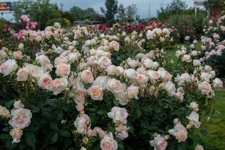 Salonti Roses Rose Barni - Gardenia