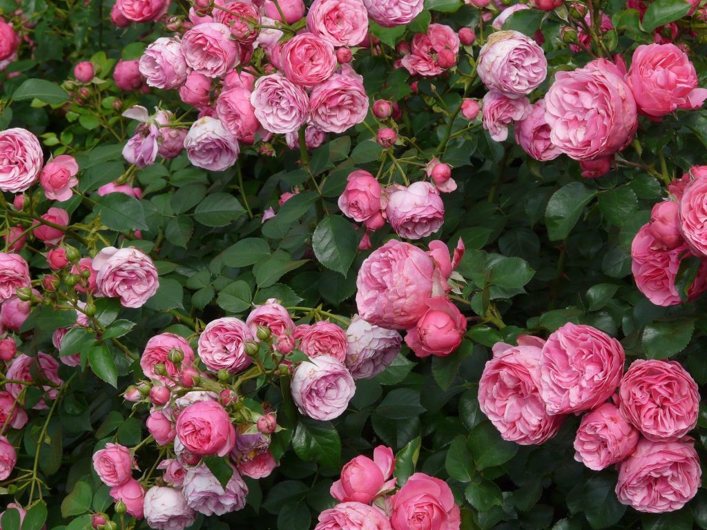 la rosa del borghetto Rosa polyantha Pomponella