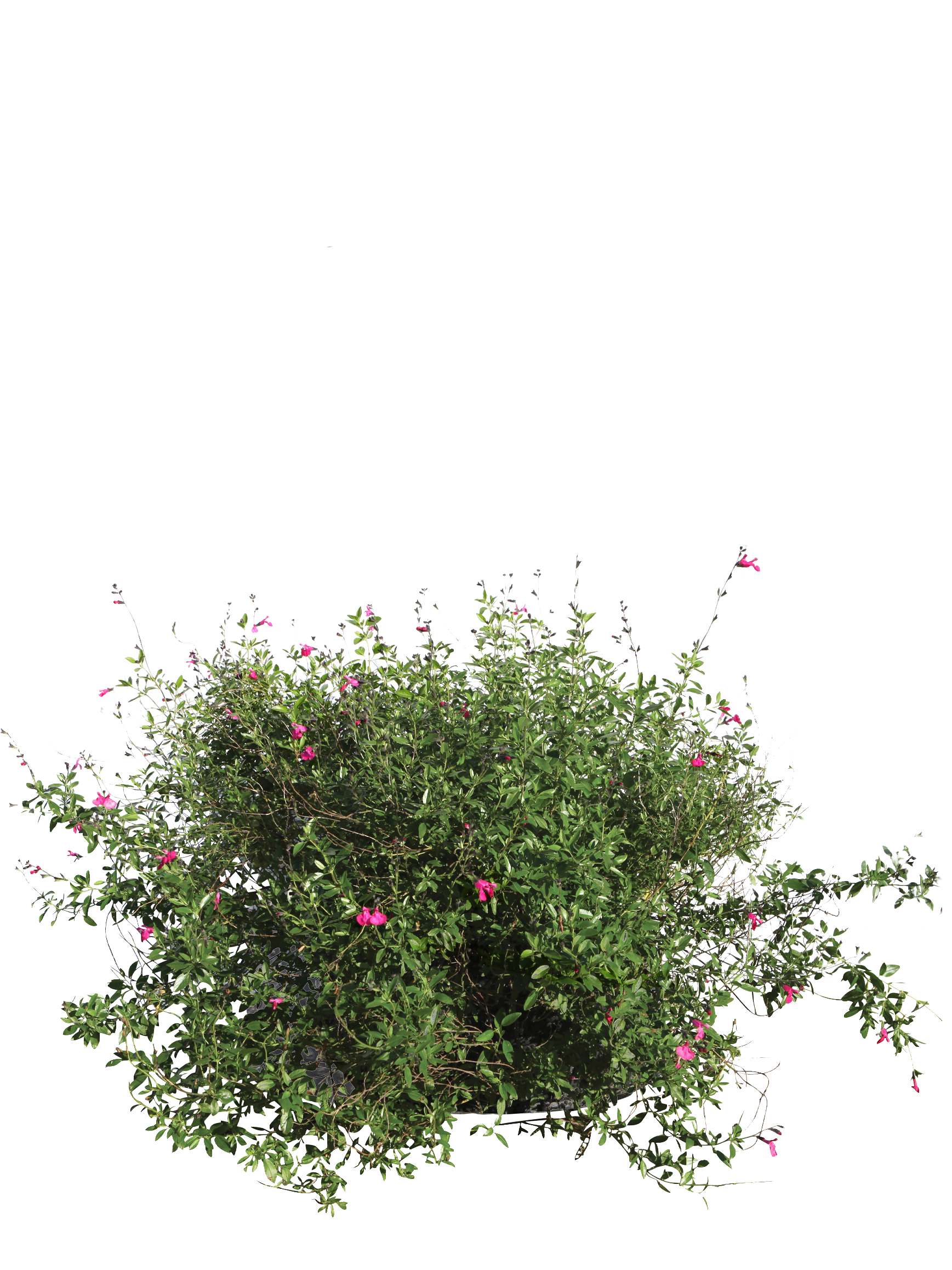 Salvia jamensis