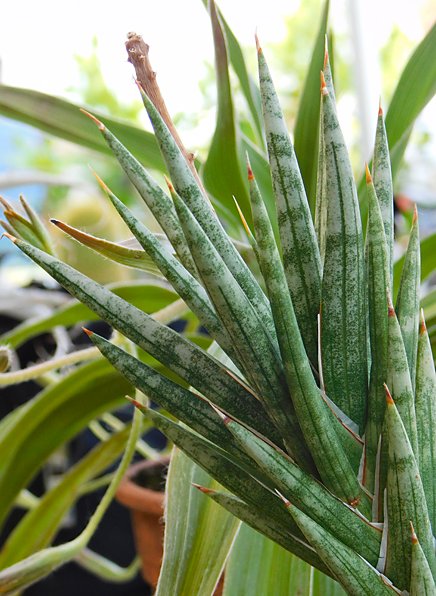 Sansevieria francisii