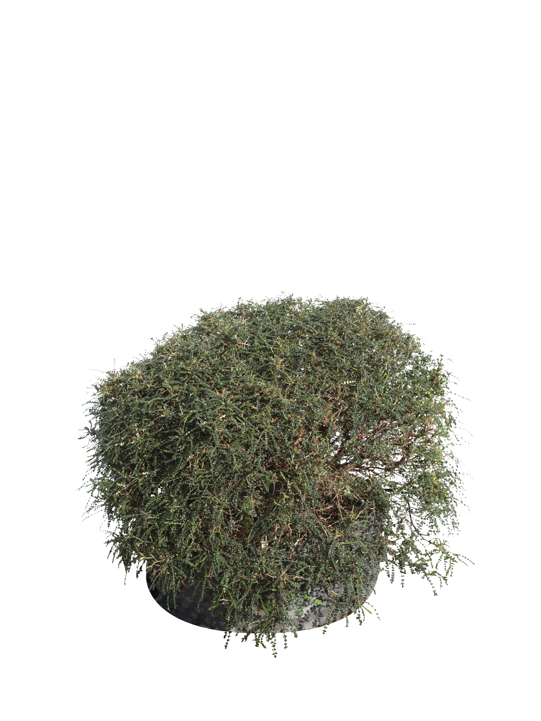 Sarcopoterium spinosum