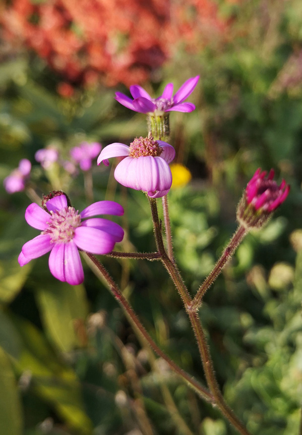 Senecio polyodon