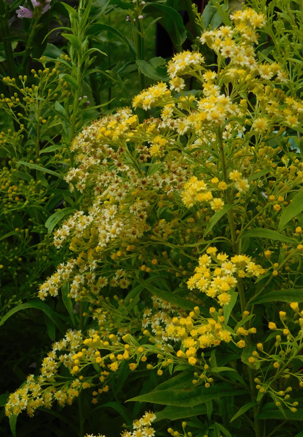 Solidago x luteus