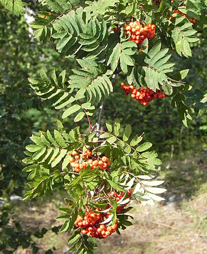 Surbus aucuparia