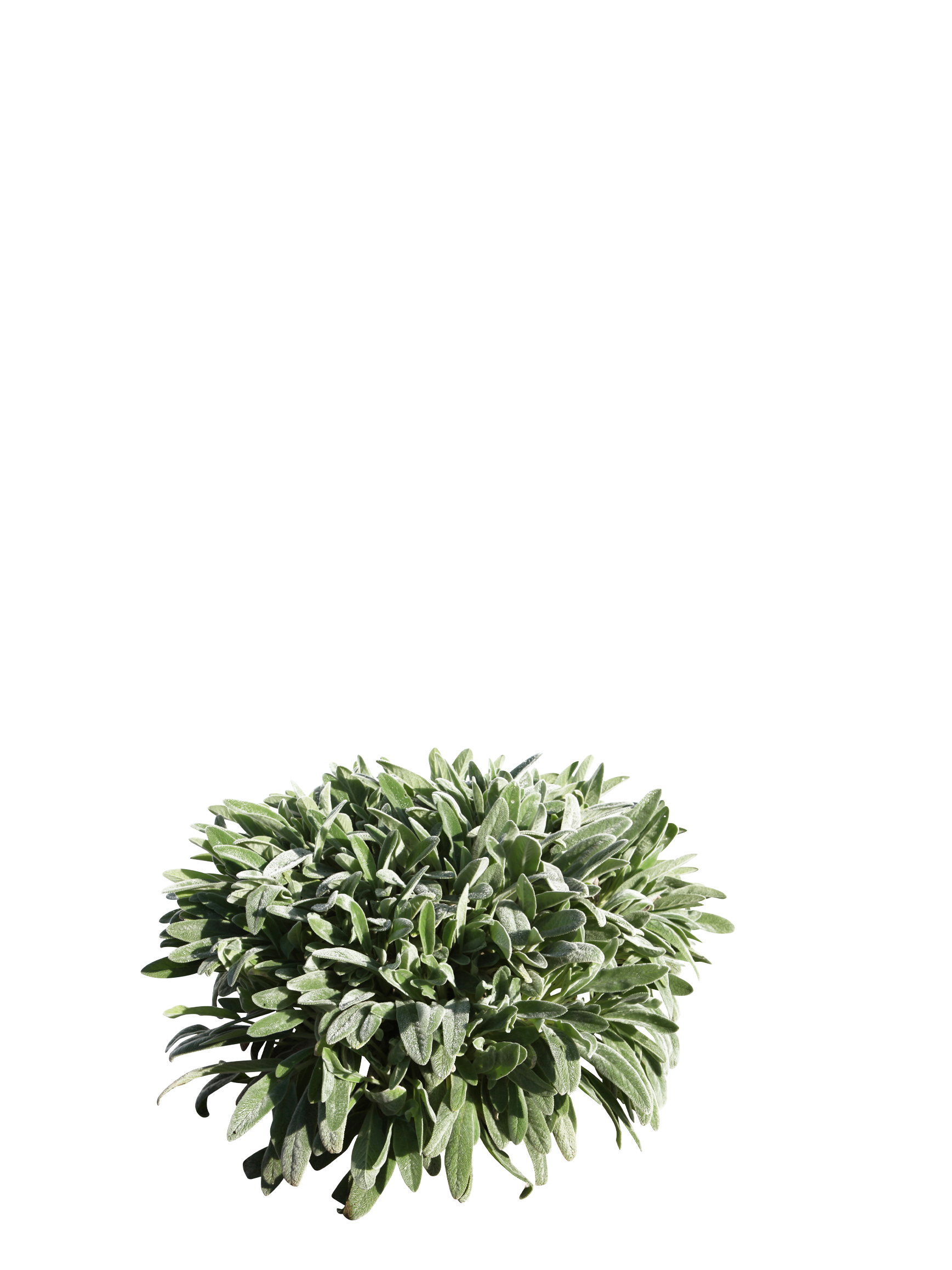Stachys byzantina