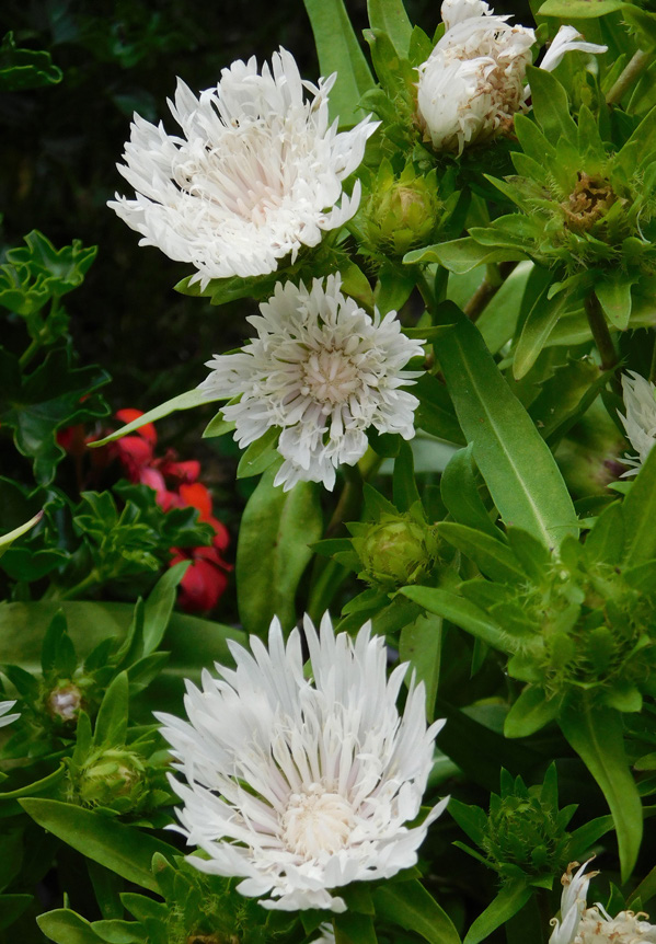 Stokesia laevis 'Alba'